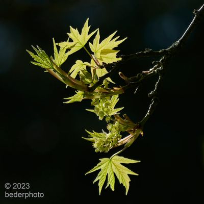 spring....flowering maple