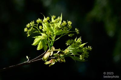 flowering maple...