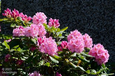 spring rhododendron
