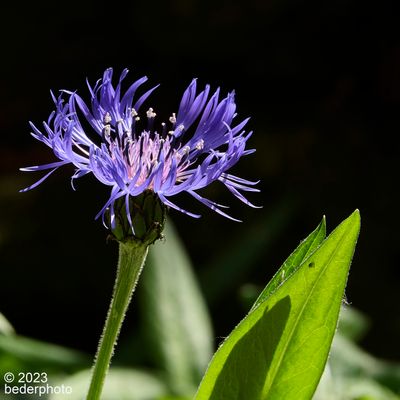 g13/27/1147027/3/173626749.26d7193a.JPEG