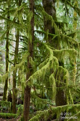 draped forest above Trent River gorge