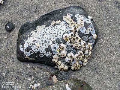 past traces, present barnacles
