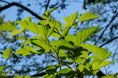 spring Salmonberry foliage (backlit)