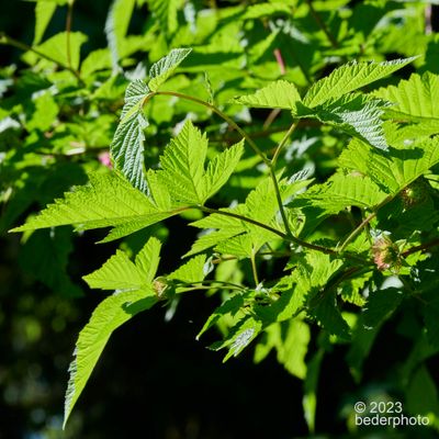 Salmonberry foliage
