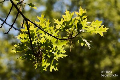 spring oak leaves