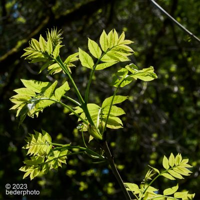 young spring leaves...ash (??)