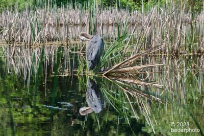 preening in a choice location ?