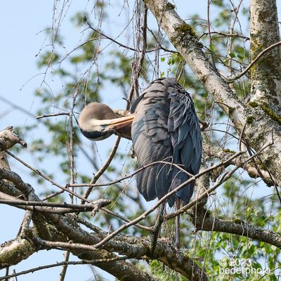 precarious preening