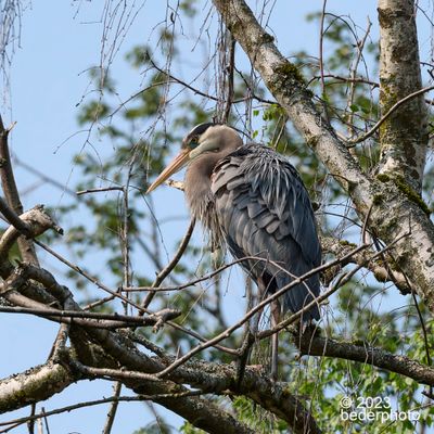 freshly preened plumage