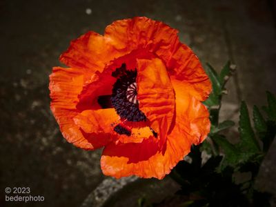 oriental poppy (Papaver orientale) 
