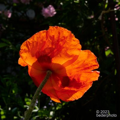 oriental poppy (Papaver orientale) ... backlit