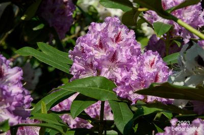 yet another rhodo in my garden
