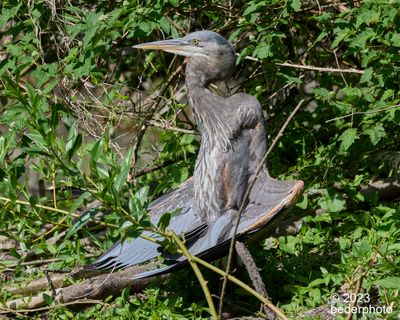 post-preening episode