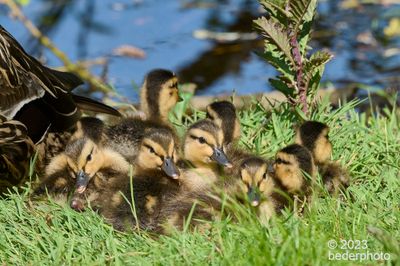 very young ducklings...brood of 9 on land