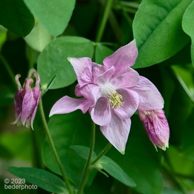 columbine