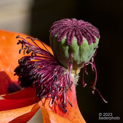Oriental Poppy may 22   seed pod ...little else remains