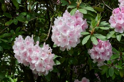 very mature pink rhodo tree...fading flowers