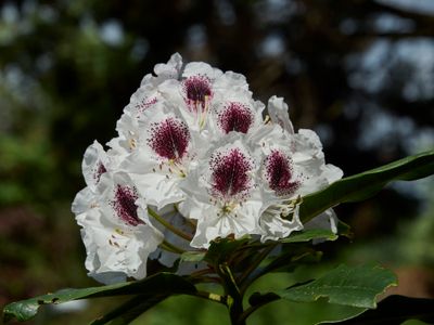 evening light on decorative rhodo