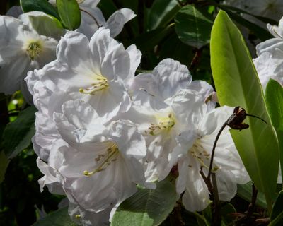 pure white and fragrant rhodo