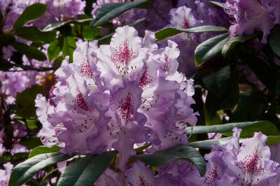 backlit violet rhodo