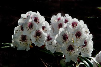 backlit decorative rhodo