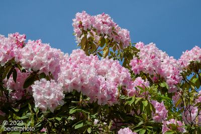 fresh rhodos on mature tree