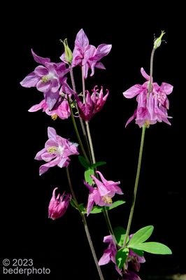 my entrance gate... Columbine