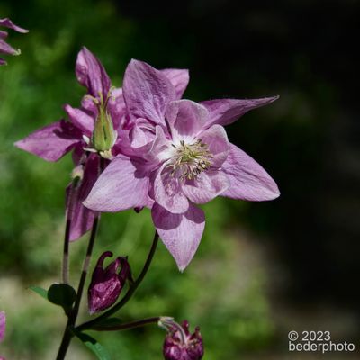   sunlit Columbine