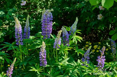 wild lupine cluster