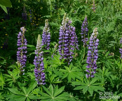 lupine cluster