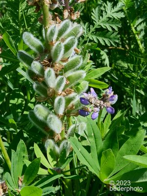 new post-bloom Lupine seed pods
