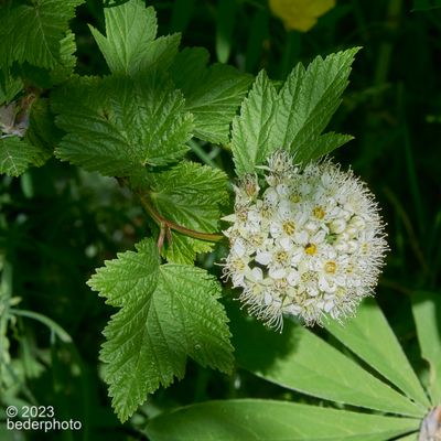 flowering bush / tree