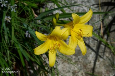 day lillies