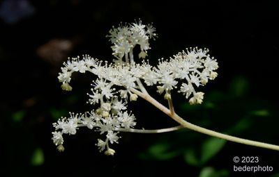 Rogersia florets...each less than 1 cm width 
