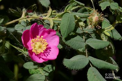 wild rose
