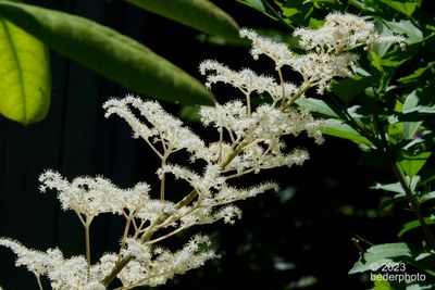 Rogersia flowering stalk