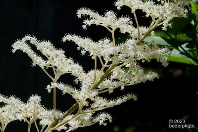closer view of Rogersia blooms