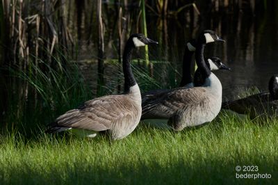 evening golden lighting on pond guardians
