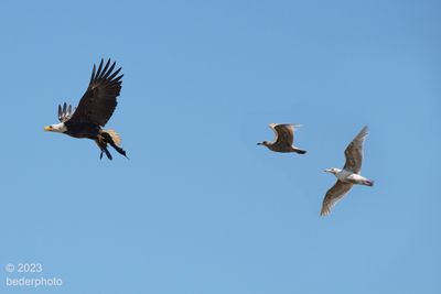 carrying a dead cormorant