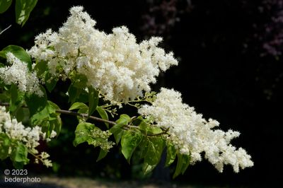 Korean Lilac...mini-floret clusters