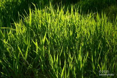 tall grass near ponds..golden hours backlighting