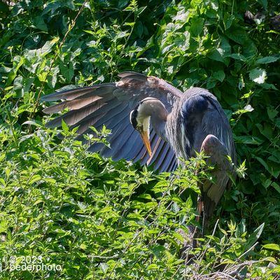 theatrical preening