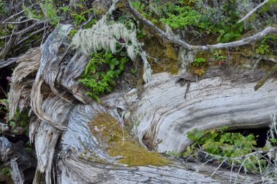 collapsed cedar ecosystem