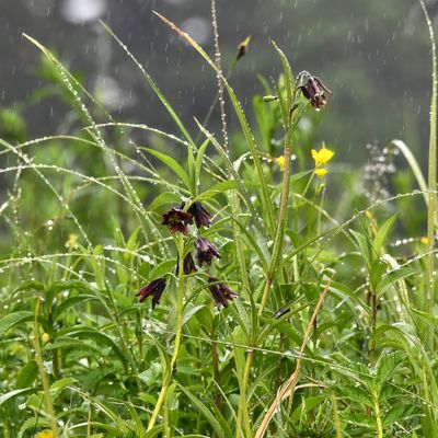 native chocolate lillies on estuary channel's bank
