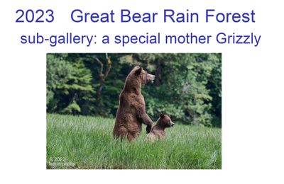 a_special_mother_grizzly