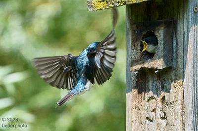 tree swallow arrival for nesting chick
