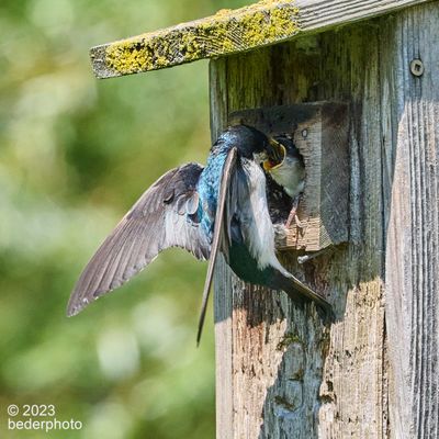 tree swallow feeding chick