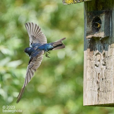 tree swallow...off for more food