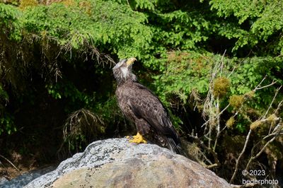 juvenile bald eagle