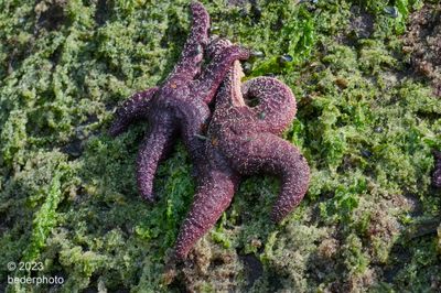 starfish on seaweed coated with fresh-spawned herring eggs